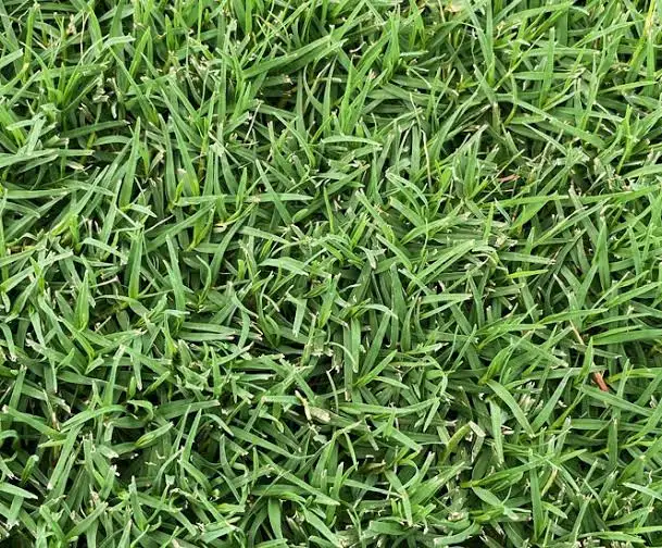 18 Varieties Of Bermuda Grass For Lawn, Hay, and Golf (With Pictures)