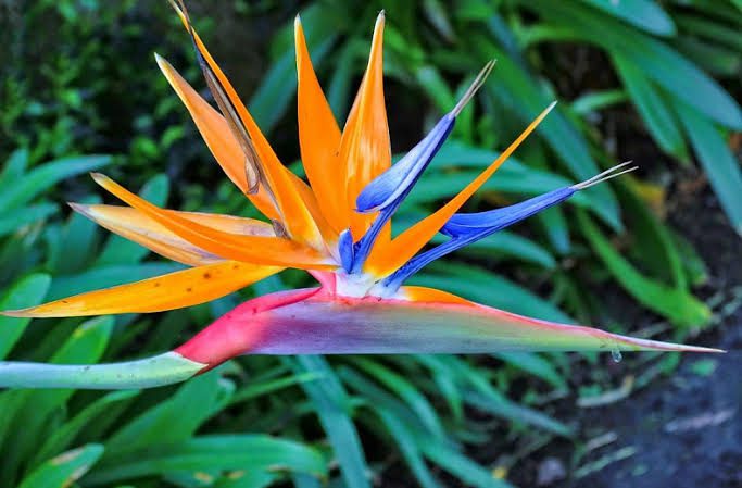 5 Major Varieties of Bird of Paradise And How To Care For Them ...