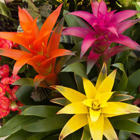 28+ Different Types of Bromeliads For Indoor And Outdoor Spaces ...