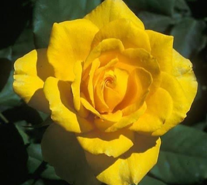 28 Yellow Rose Varieties ( With Name & Pictures) - AMERICAN GARDENER