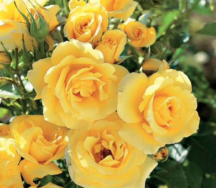 28 Yellow Rose Varieties ( With Name & Pictures) - AMERICAN GARDENER