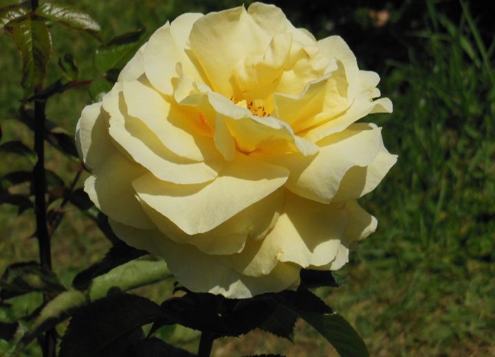 28 Yellow Rose Varieties ( With Name & Pictures) - AMERICAN GARDENER