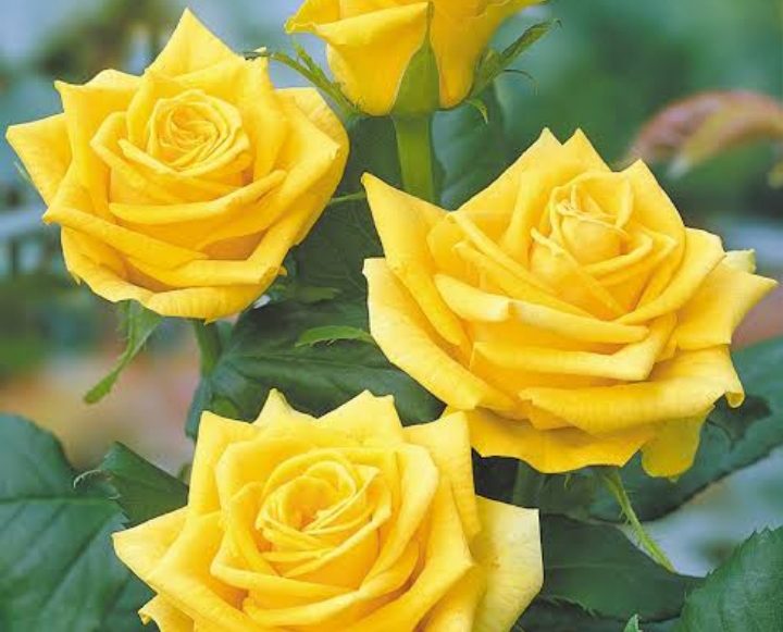 28 Yellow Rose Varieties ( With Name & Pictures) - AMERICAN GARDENER