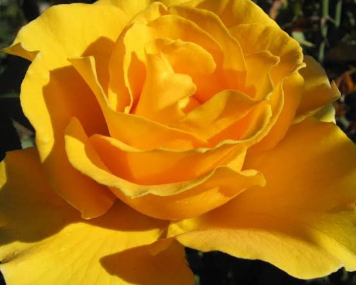 28 Yellow Rose Varieties ( With Name & Pictures) AMERICAN GARDENER