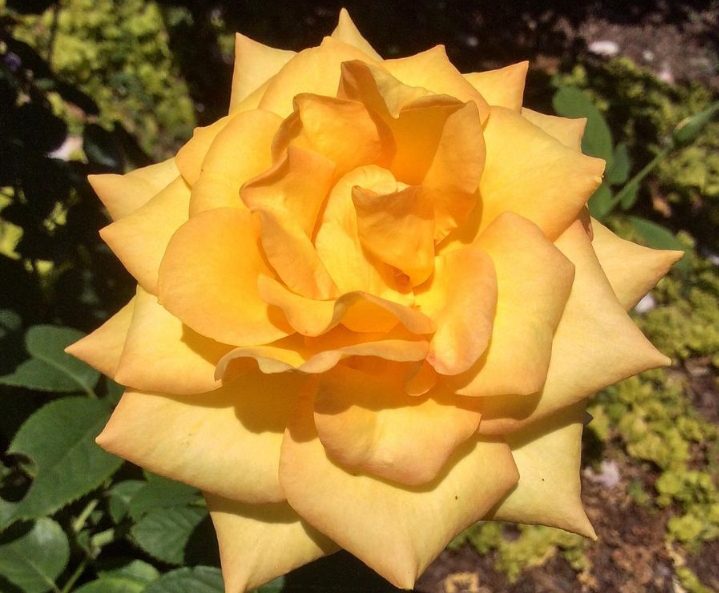 28 Yellow Rose Varieties ( With Name & Pictures) - AMERICAN GARDENER