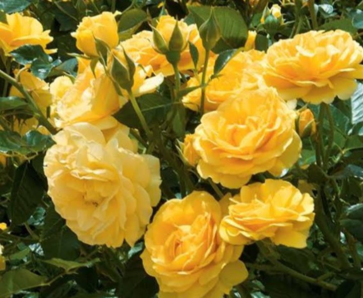 28 Yellow Rose Varieties ( With Name & Pictures) - AMERICAN GARDENER