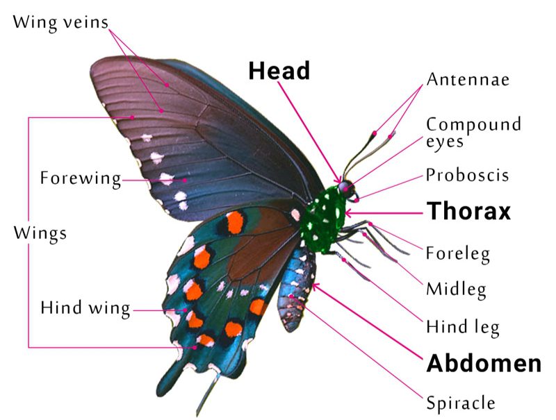 12 Body Parts of a Butterfly— Identification Guide - AMERICAN GARDENER