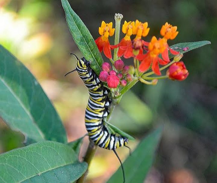 Black And Yellow Caterpillars: (With How To Identify Them) - AMERICAN ...