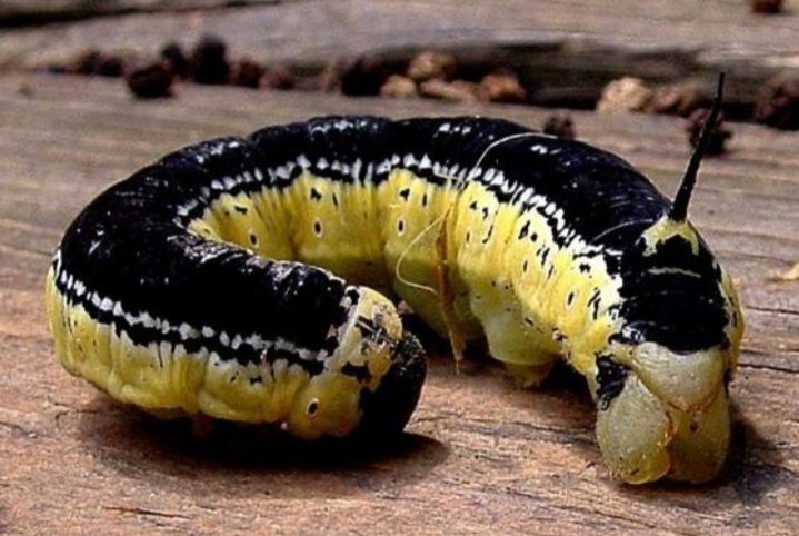 Black And Yellow Caterpillars: (With How To Identify Them) - AMERICAN ...