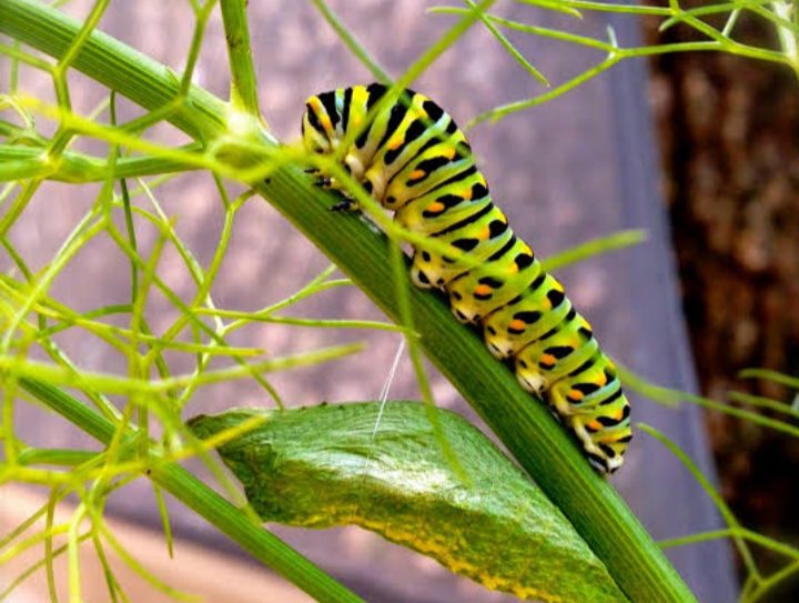 Black And Yellow Caterpillars (With How To Identify Them) AMERICAN