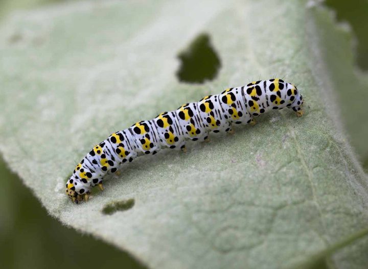 Black And Yellow Caterpillars: (With How To Identify Them) - AMERICAN ...