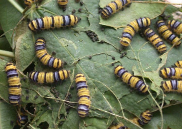 Black And Yellow Caterpillars (With How To Identify Them) AMERICAN