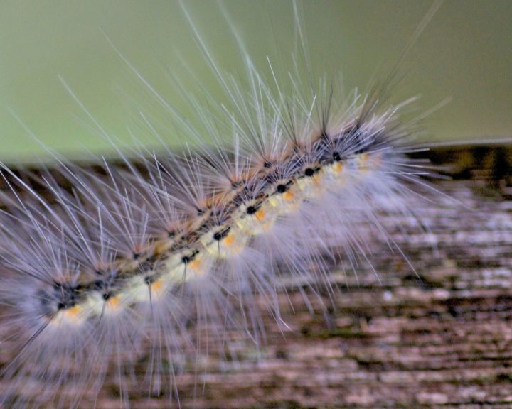 Black And Yellow Caterpillars: (With How To Identify Them) - AMERICAN ...