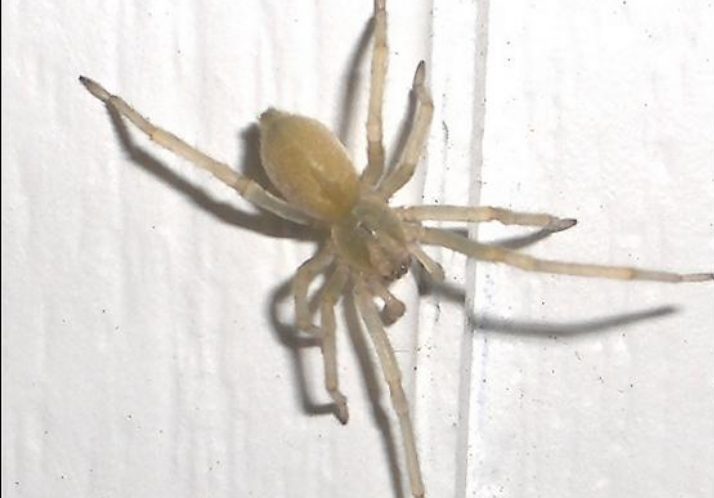 Types of White Spiders — Identification Guide - AMERICAN GARDENER