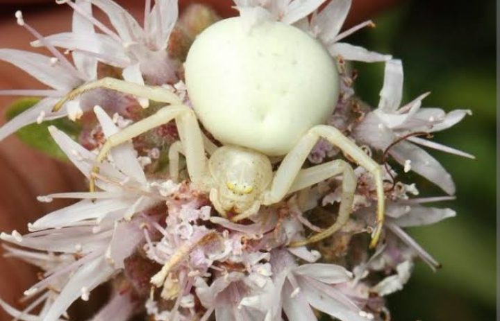 Types Of White Spiders — Identification Guide American Gardener 4600