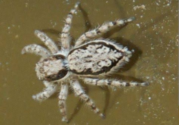 Types Of White Spiders — Identification Guide American Gardener