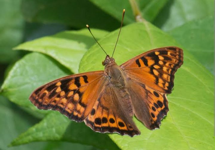 Types Of Orange Butterflies — Identification Guide - American Gardener