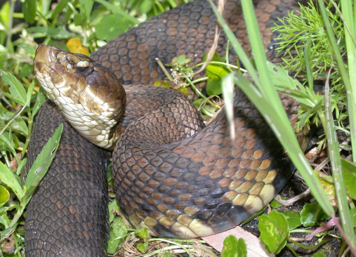 Cottonmouth / Water Moccasin (Agkistrodon Piscivorus) - AMERICAN GARDENER