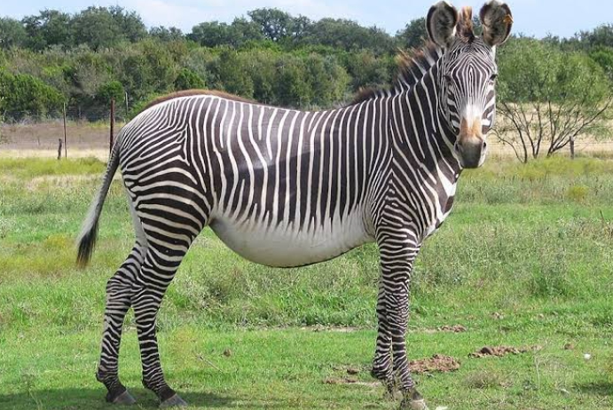 3 Major Species Of Zebras (and Its 11 Subspecies) - American Gardener