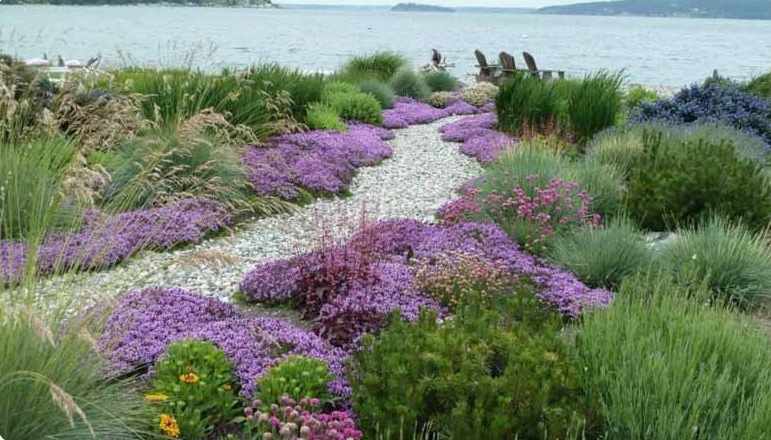 Creeping Thyme: How to Grow & Landscaping Ideas - AMERICAN GARDENER