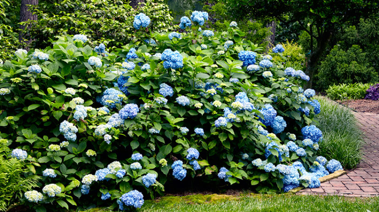 Bigleaf Hydrangea (Hydrangea macrophylla): Characteristics, Cultivars ...