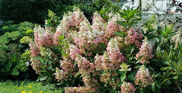 Panicled hydrangea (Hydrangea paniculata): History, Characteristics ...