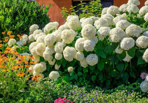 Smooth hydrangea (Hydrangea arborescens): Characteristics, Cultivars ...