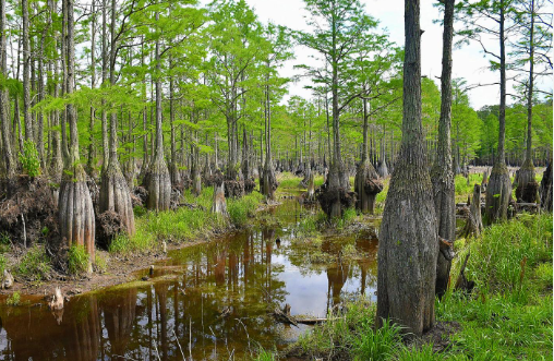 Pond Cypress (Taxodium ascendens): Origin, Lifespan, Growth Rate And ...