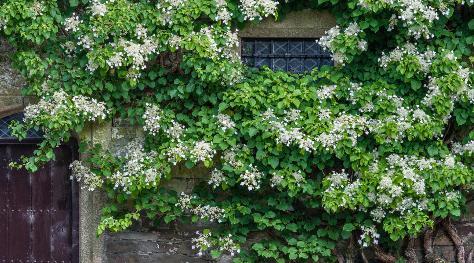 Climbing Hydrangea: Characteristics, Cultivars And More - AMERICAN GARDENER