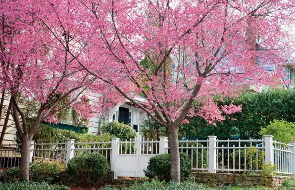 Okame Cherry Tree: History, Lifespan, Growth Rate, Problems & Care ...