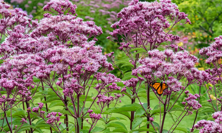 Joe Pye Weed (Eutrochium purpureum): Cultivation, Varieties & Companion ...