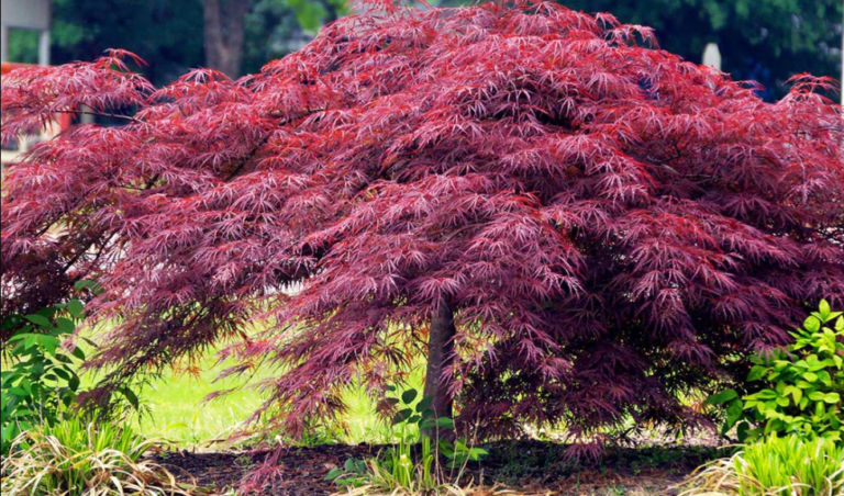 Crimson Queen Maple Tree: History, Leaves, Bark, Lifespan & Cultivation ...