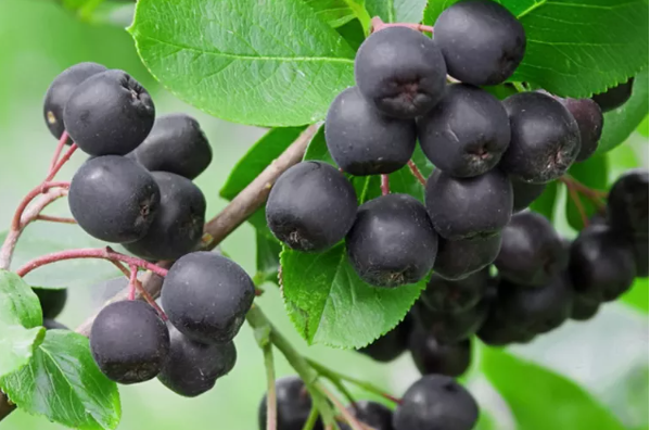 Chokeberry Plant(Aronia): History, Lifespan, Characteristics ...