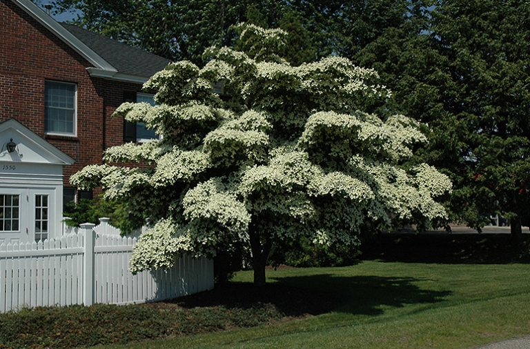 Kousa Dogwood (Cornus kousa): Lifespan, Flowers & Other Characteristics ...