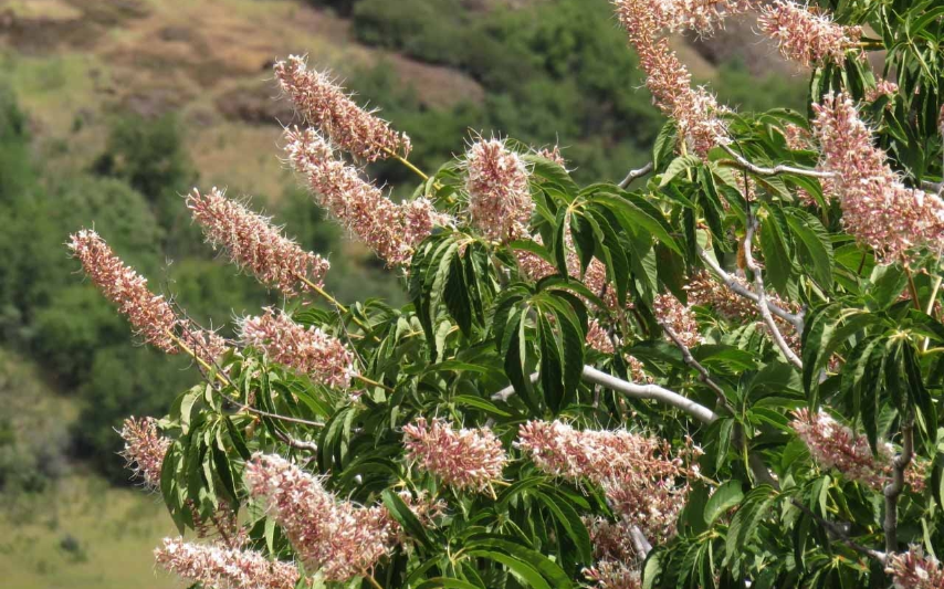 7 Major Types of Buckeye Trees (With Their Leaves & Flowers) - AMERICAN ...