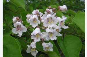 Catalpa (Catalpa spp.): Leaves, Bark, Flowers, Fruit- Identification ...