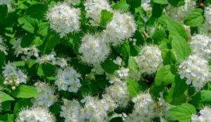 Spiraea betulifolia (Birchleaf Spirea) - AMERICAN GARDENER