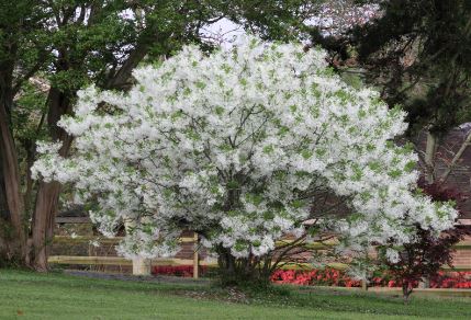 Fringe Tree: Leaves, Fruit, Flowers, Types (With Pictures) - AMERICAN ...