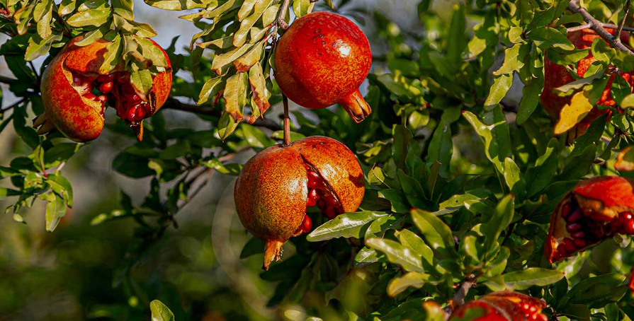 Pomegranates in a garden in California