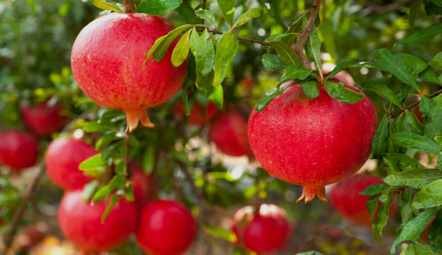 Pomegranates in a garden in Texas