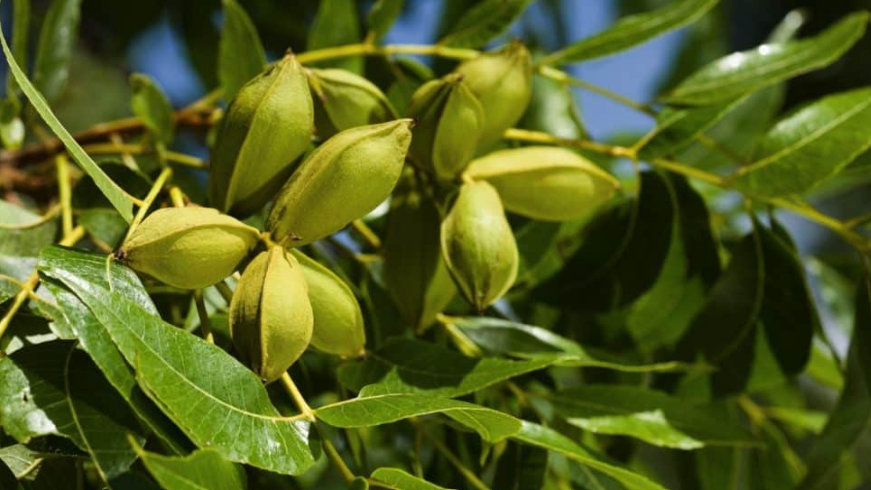 pecan (Carya illinoinensis)