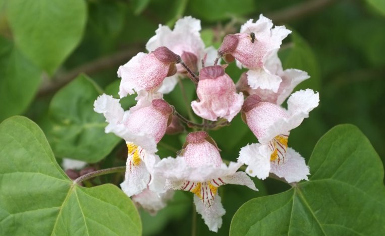 catalpa tree in florida