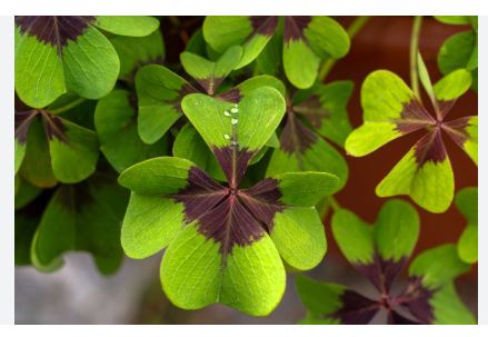 16 Types of Oxalis (Oxalis spp.) For Growing In Your Garden - AMERICAN ...