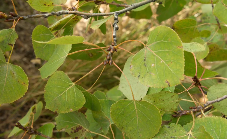 A Tree With Heart Shaped Leaves