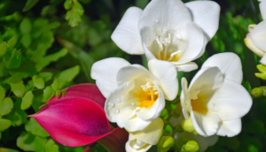 Freesia Labelled 40 Types of Freesia Flowers Explained (With Pictures)