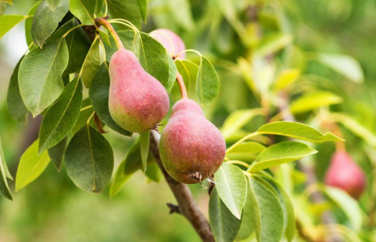 Green pears hanging from a pear tree branch