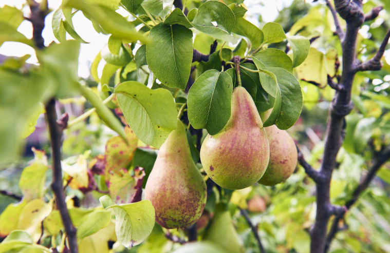 Pear fruits hanging from branches of a fruit tree