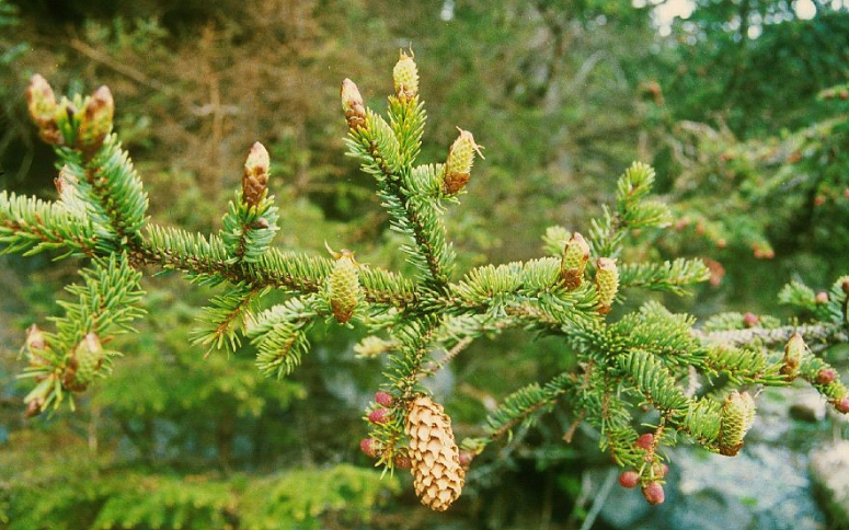 Sitka spruce Needles and cones