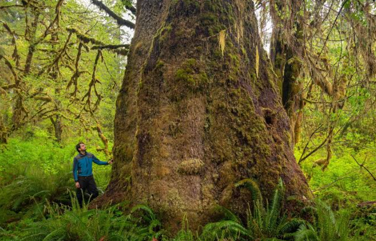 Sitka spruce in Florida