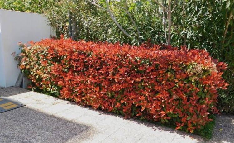 Photinia
